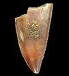 Serrated, Raptor Tooth - Morocco #72621-1